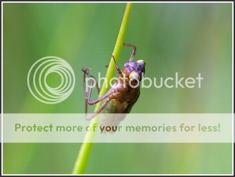 Fotografie