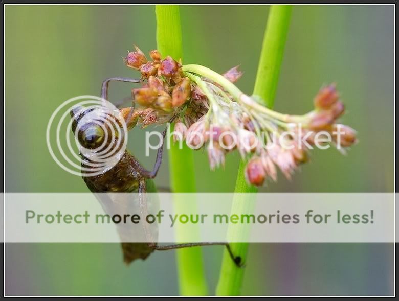 Fotografie