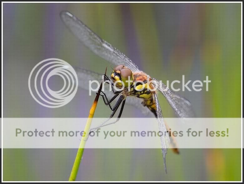 Fotografie