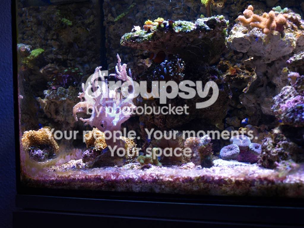 [TodoMarino.com] L&S Reef Return