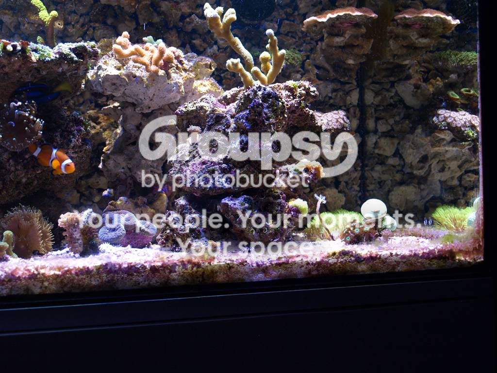 [TodoMarino.com] L&S Reef Return
