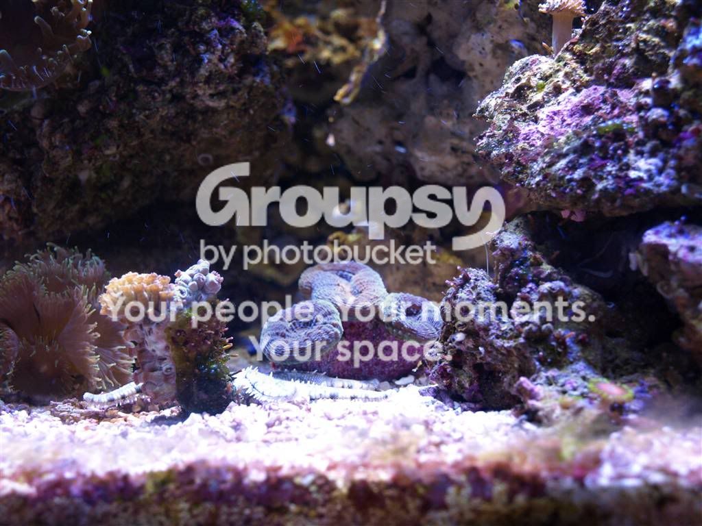 [TodoMarino.com] L&S Reef Return