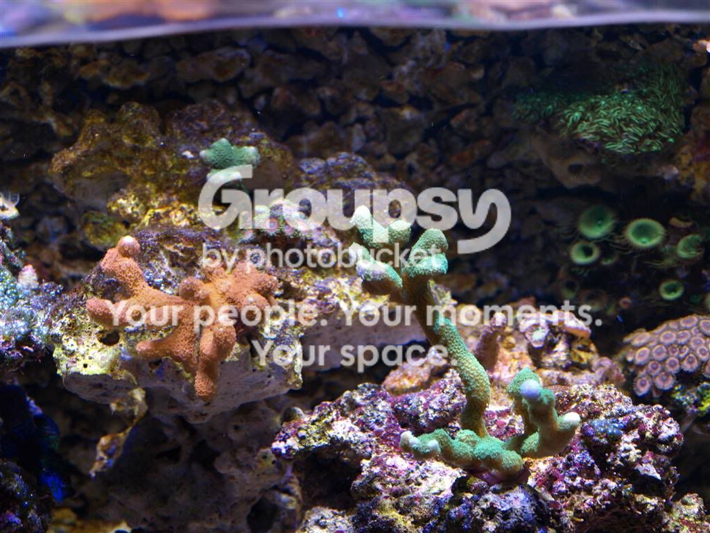[TodoMarino.com] L&S Reef Return