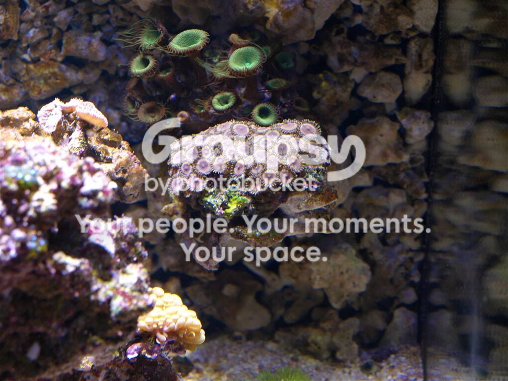 [TodoMarino.com] L&S Reef Return